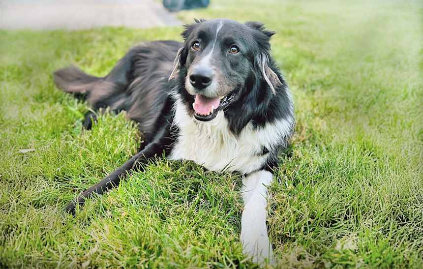 What is the life expectancy of a Border Aussie? - Adopt a Pet