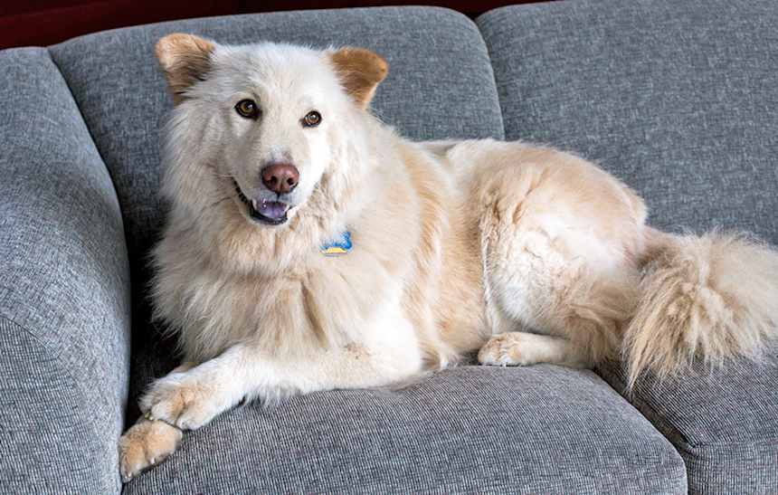 Is a Golden Shepherd rare?