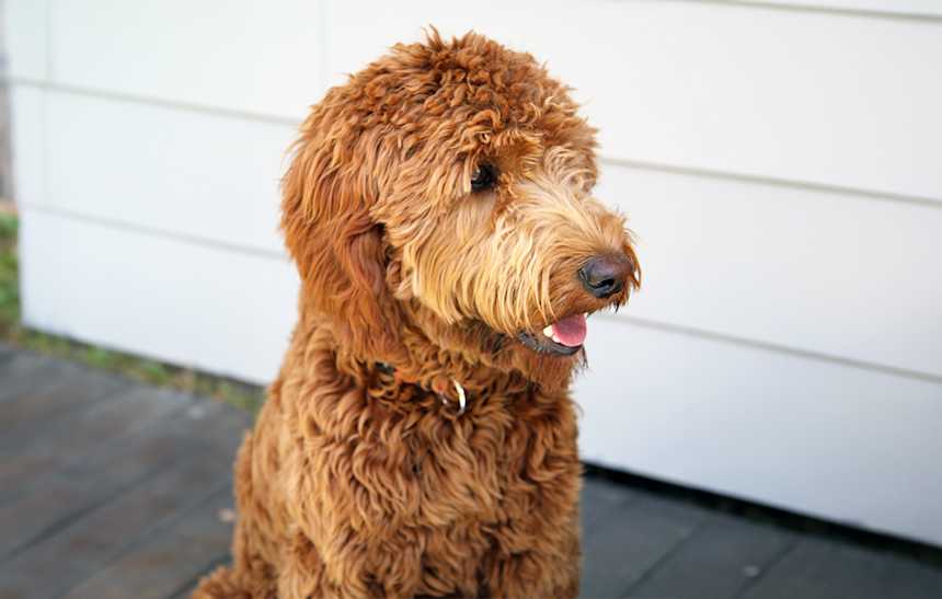 Are Irish Doodles easy to train?