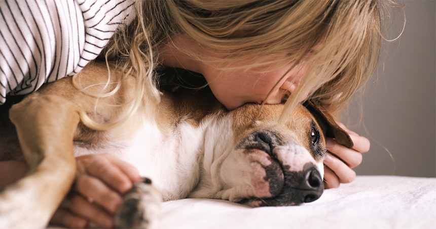 Connecticut Humane Society’s Safe and Sheltered Pets