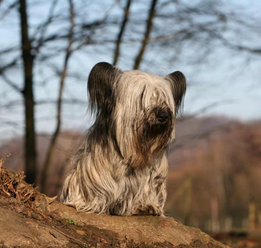 Are Skye Terriers good with other dogs?