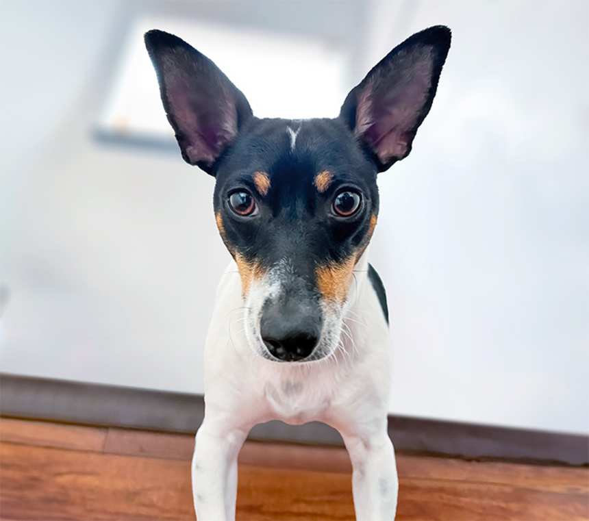 Is a Toy Fox Terrier a Chihuahua?