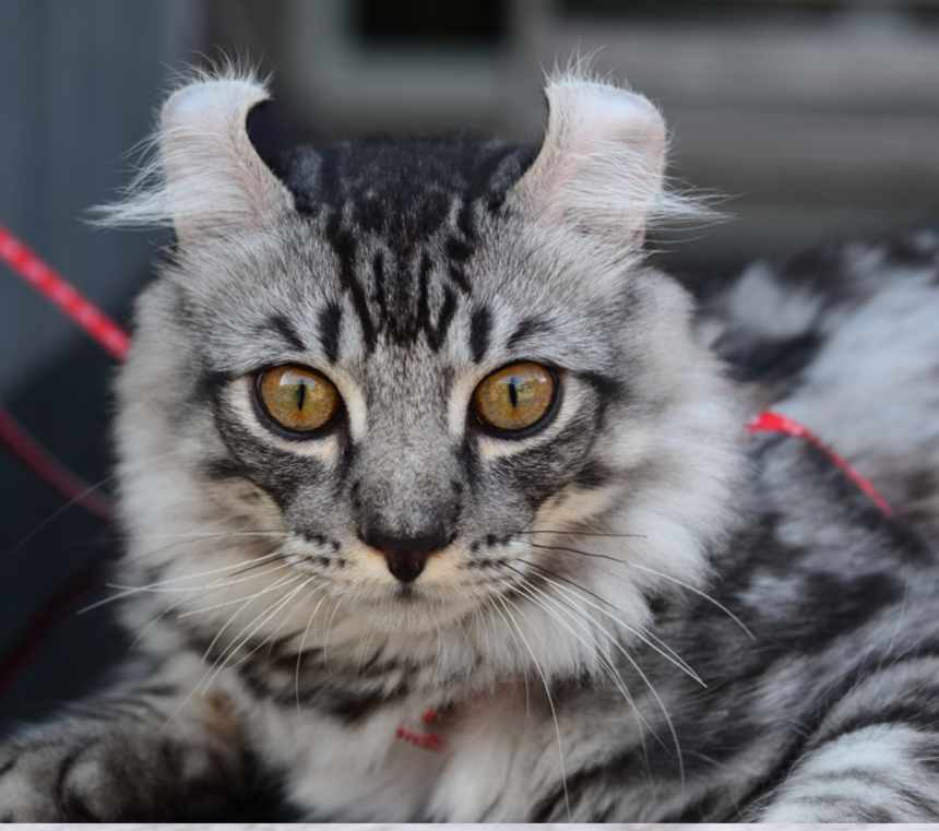 Are American Curl cats rare?