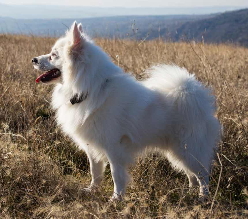 How many types of American Eskimo Dogs are there?