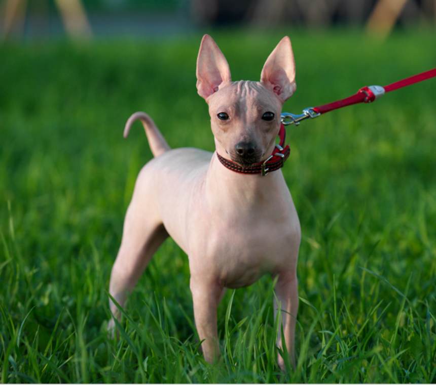 Can American Hairless Terriers swim?
