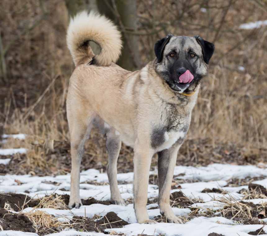 Are Anatolian Shepherds healthy?