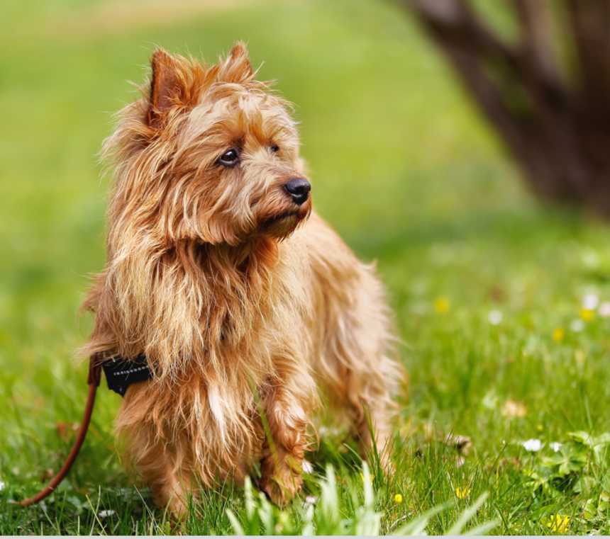 Are Australian Terriers good with kids?