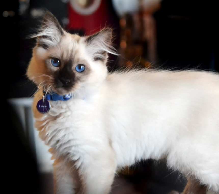 Are Balinese cats hypoallergenic?