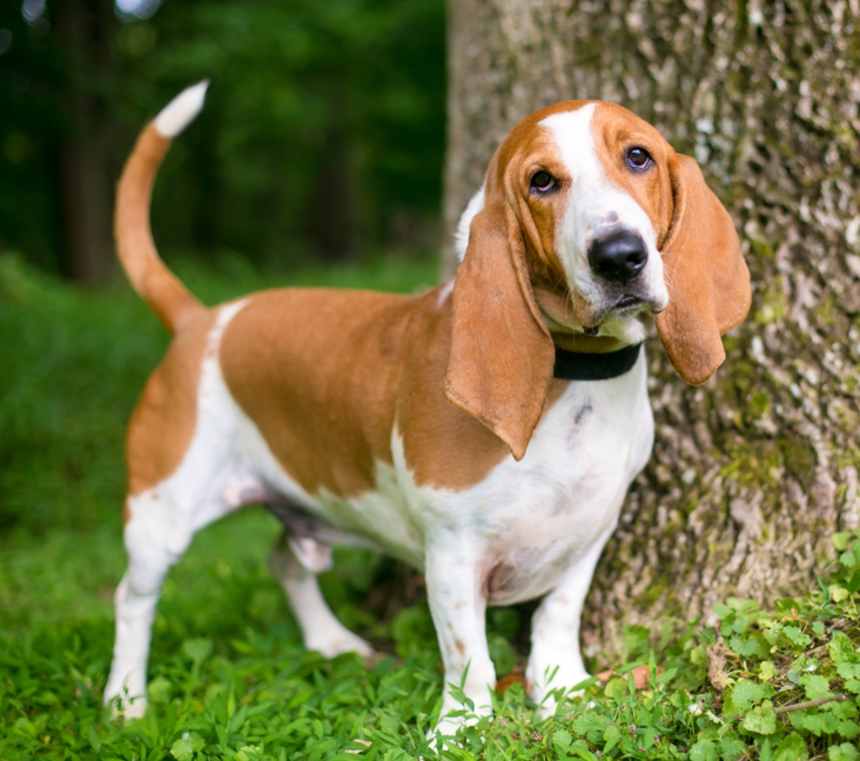 Do Basset Hounds bark a lot?