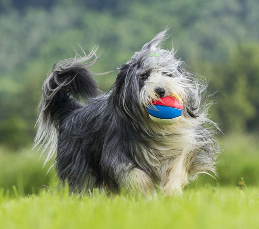 Are Bearded Collies good pets?