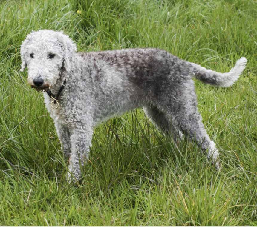 Where are Bedlington Terriers from?