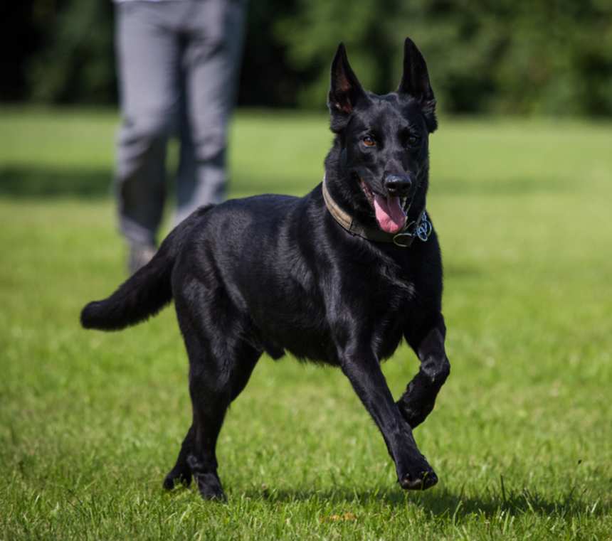 What is the rarest color of Belgian Malinois?