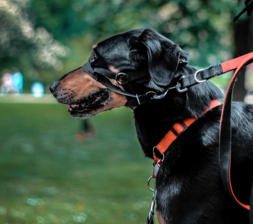 How many types of Black and Tan Coonhounds are there?