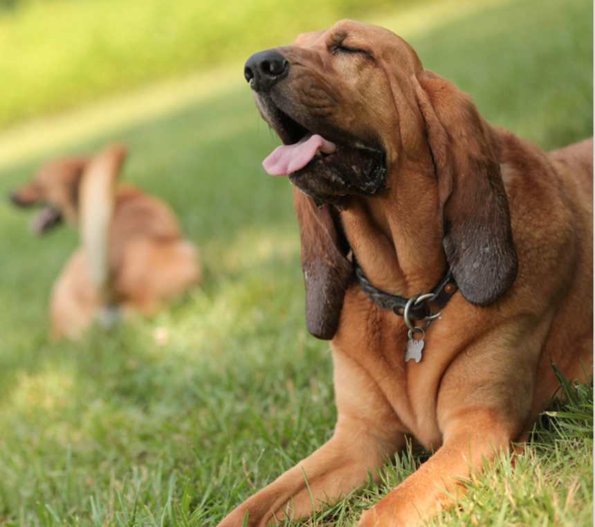 Are Bloodhounds hypoallergenic?