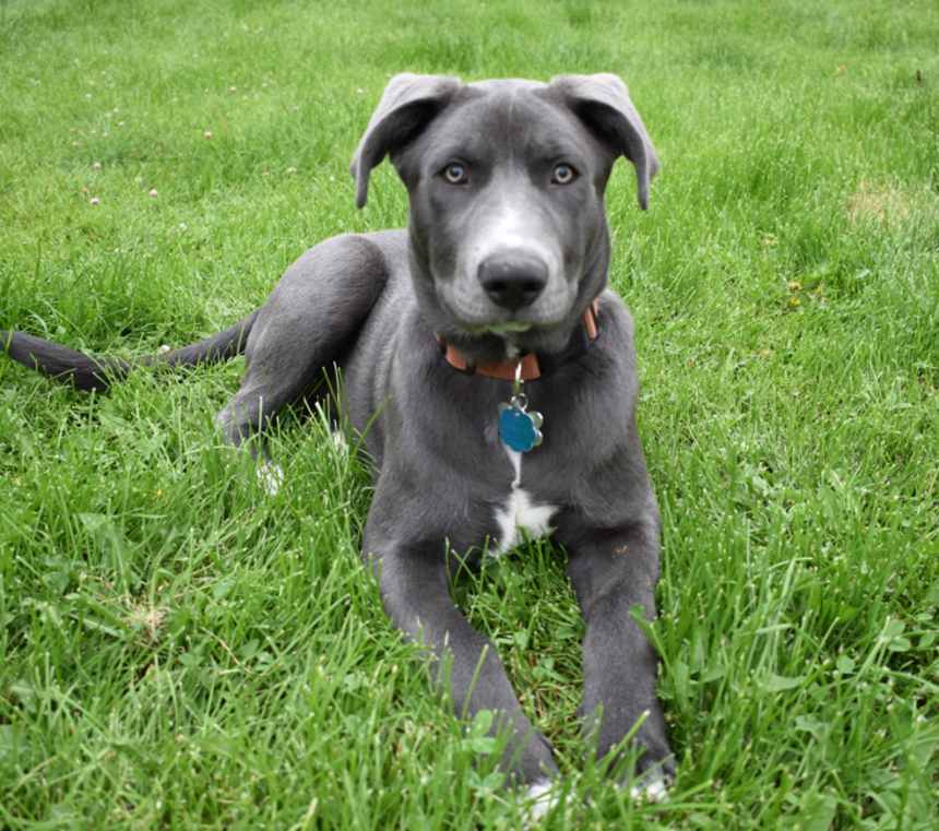How long do Blue Lacys live?