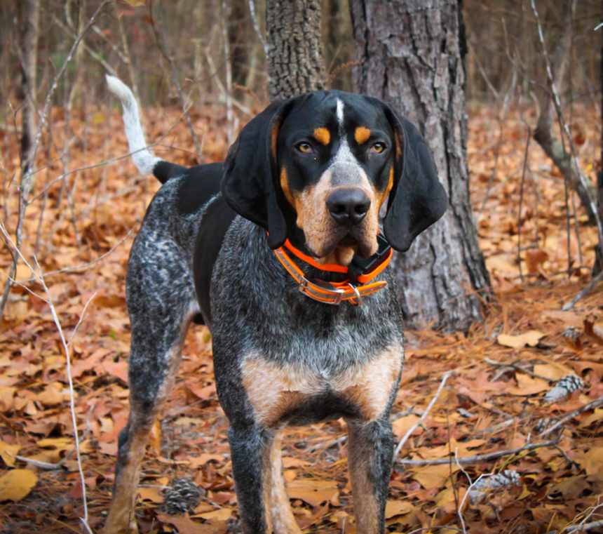 How fast can a Bluetick Coonhound run?
