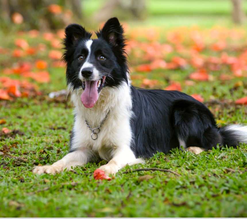 How fast can a Border Collie run?