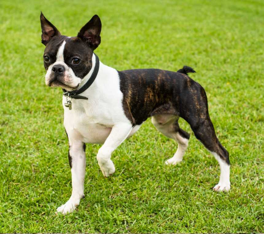 Do Boston Terriers shed?
