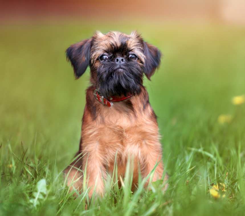 Do Brussels Griffon shed?
