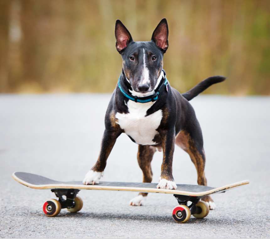 What does a Bull Terrier look like?