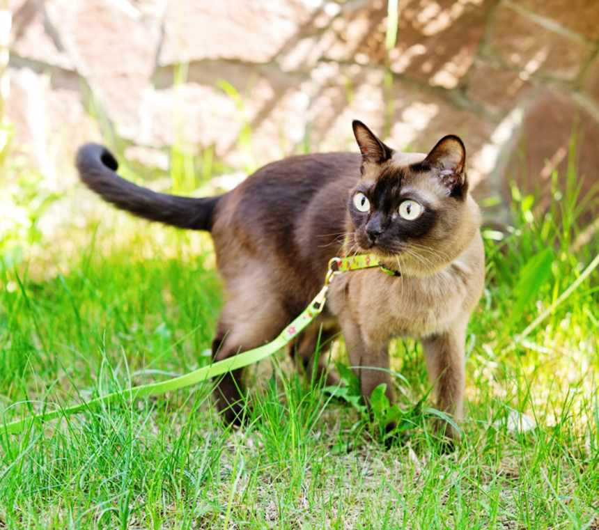 Do Burmese cats meow a lot?