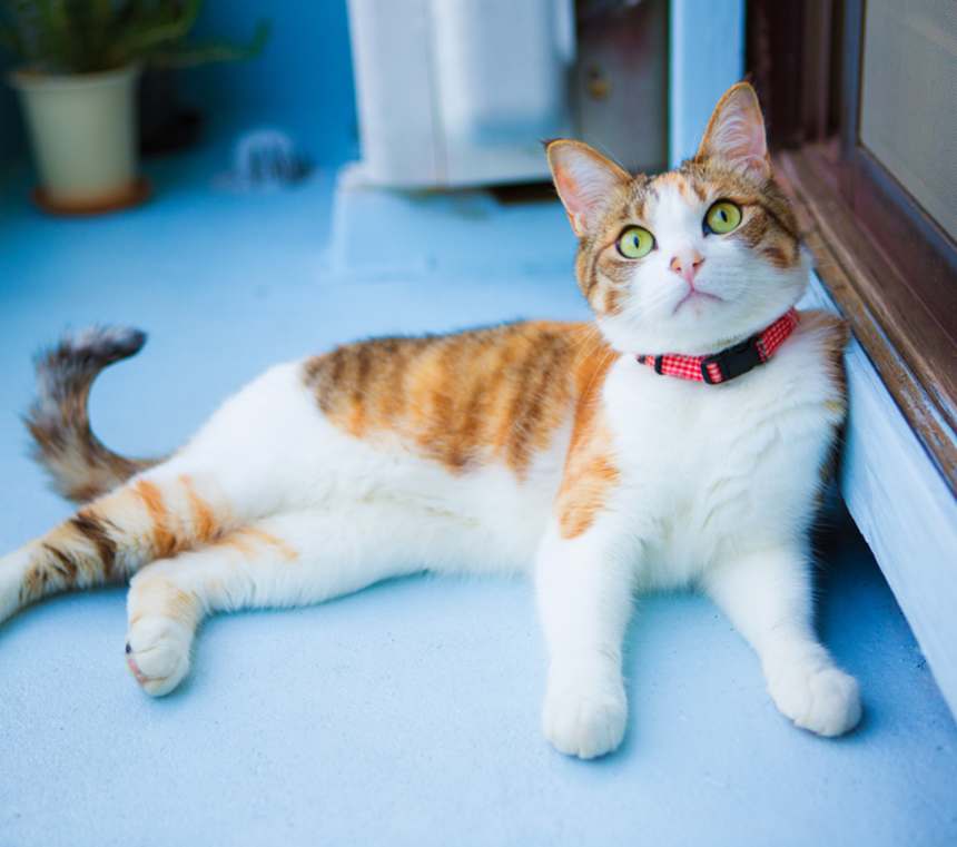 What does a calico cat symbolize?
