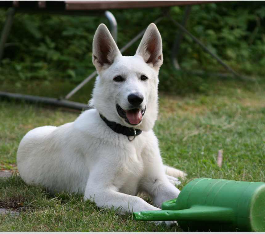Where are Canaan Dogs from?