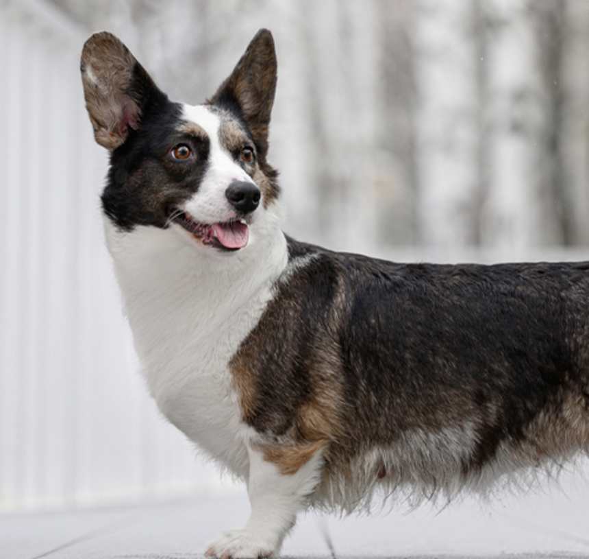 Are Cardigan Welsh Corgis predisposed to specific health conditions?