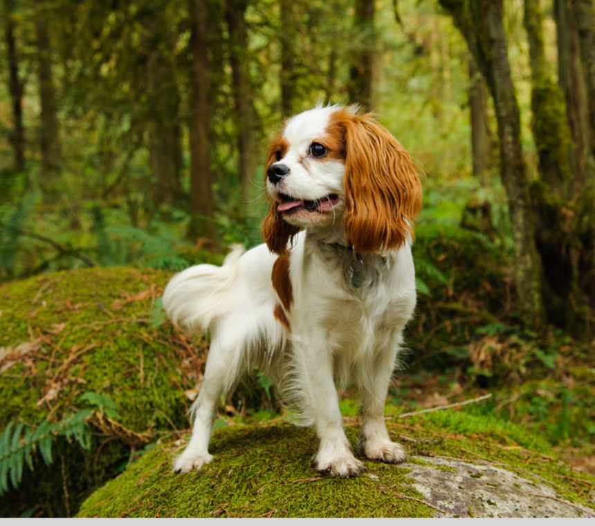 Do Cavalier King Charles Spaniels bark a lot?