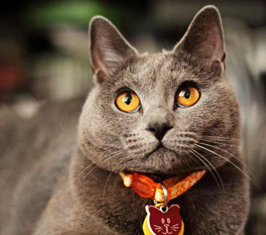 Are Chartreux cats healthy?
