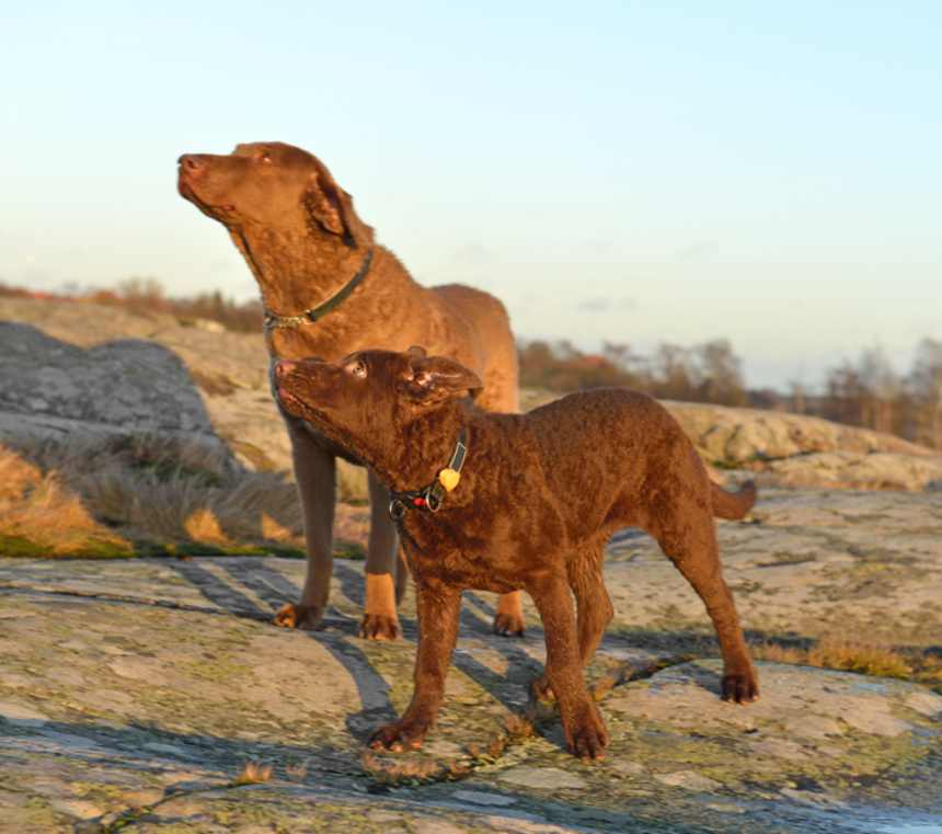 Are Chesapeake Bay Retrievers good with kids?