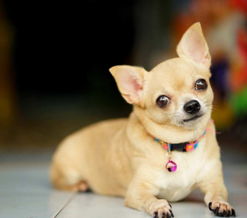 What does a Chihuahua look like?