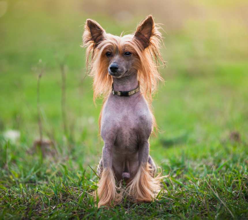 How many types of Chinese Crested Dogs are there?