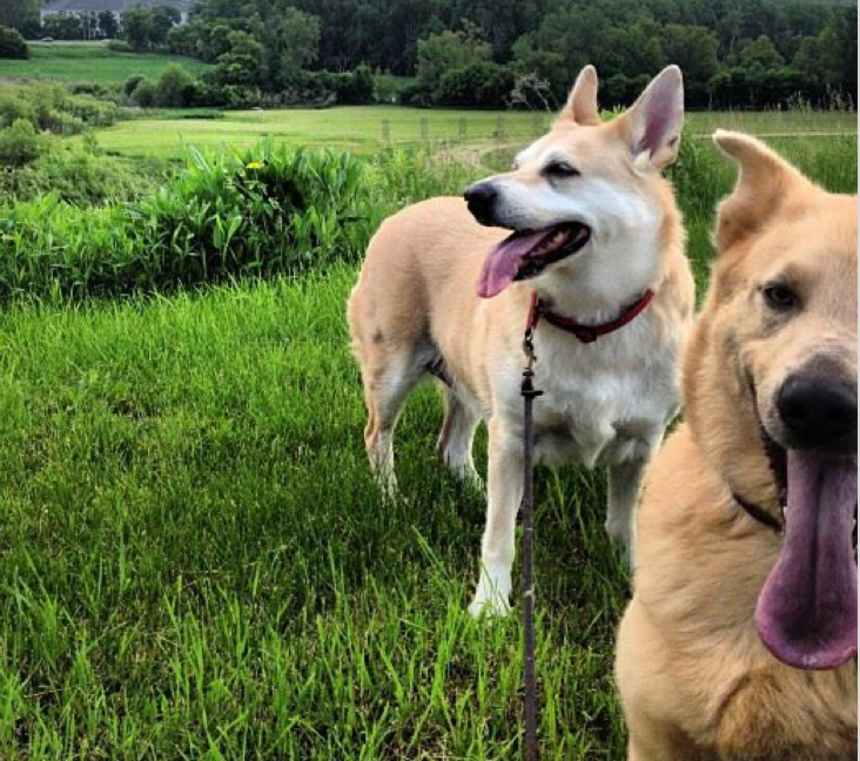 Are Chinooks good with kids?