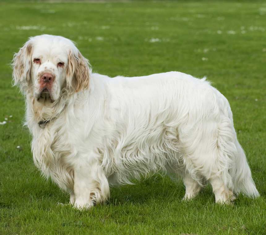 What color is a Clumber Spaniel?