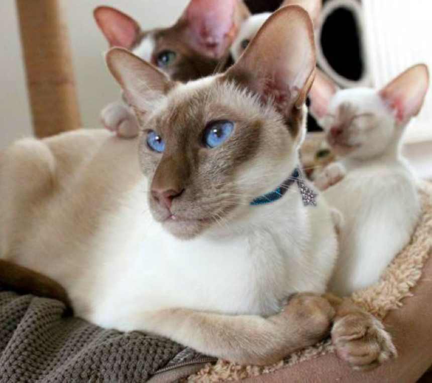 Can Colorpoint Shorthairs be left alone?