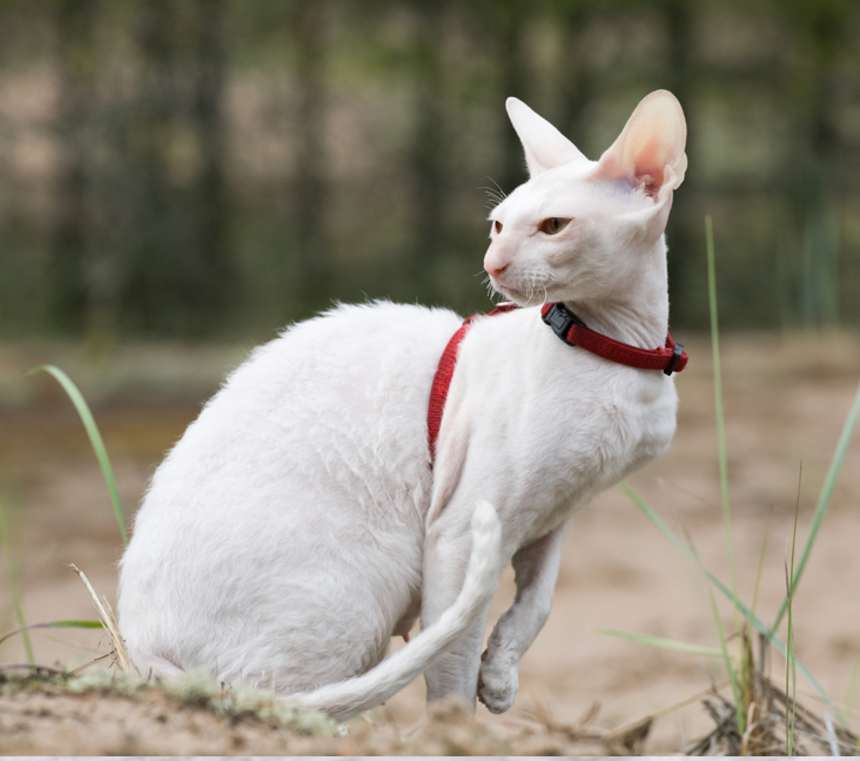 Are Cornish Rex cats good with dogs?