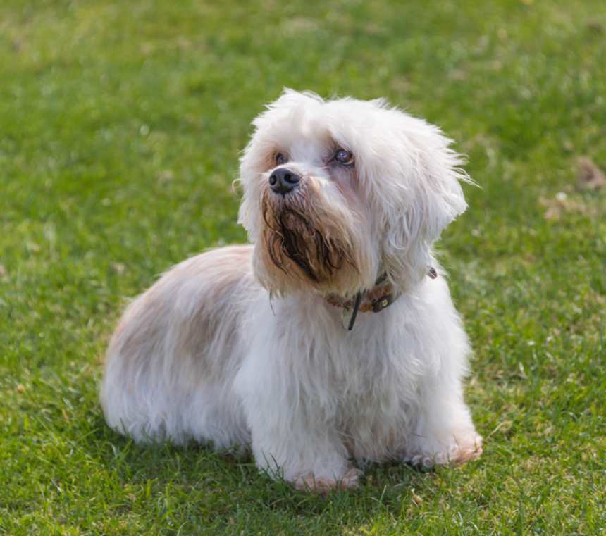 Are Dandie Dinmont Terriers good with other dogs?