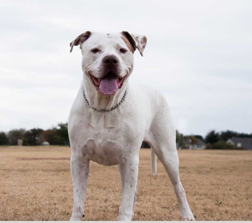 What are Dogo Argentinos bred for?