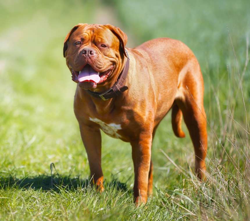 Where are Dogues de Bordeaux from?