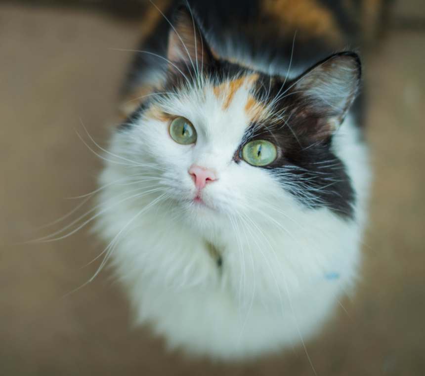 Are Domestic Mediumhair cats good with other cats?