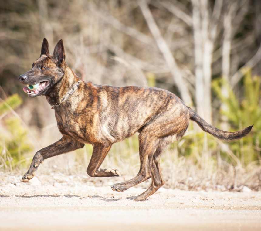 Why are Dutch Shepherds so rare?