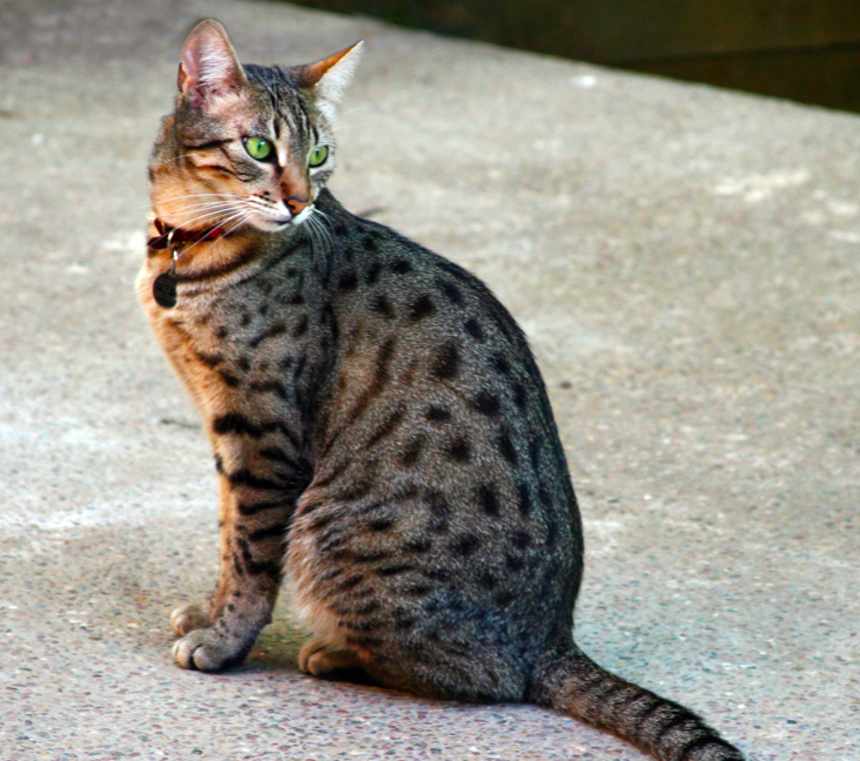 Are Egyptian Mau cats cuddly?