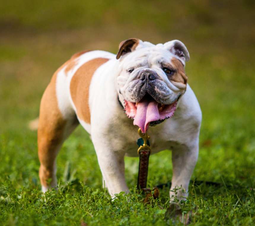 Are English Bulldogs high maintenance?
