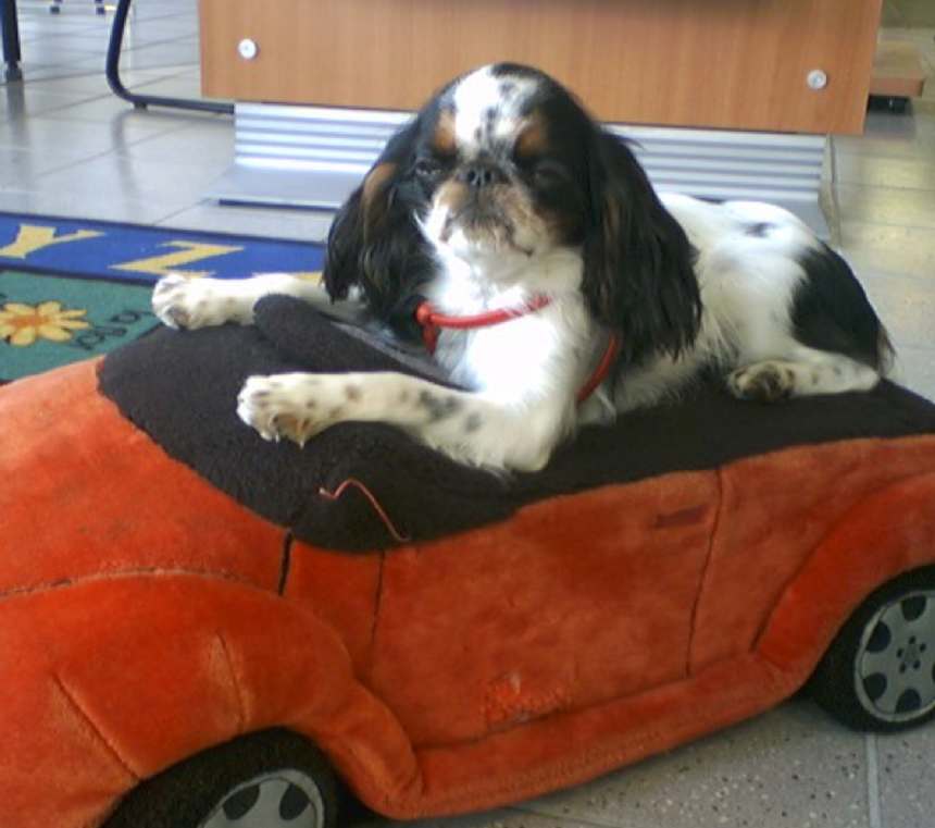 How many types of English Toy Spaniels are there?
