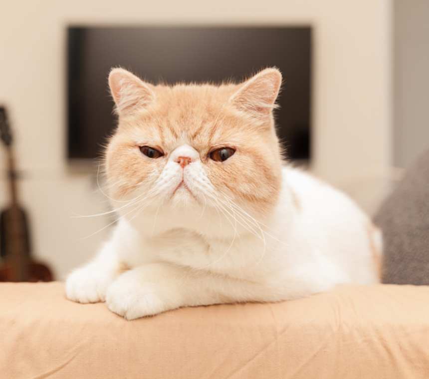 What color coats can Exotic Shorthair cats have?