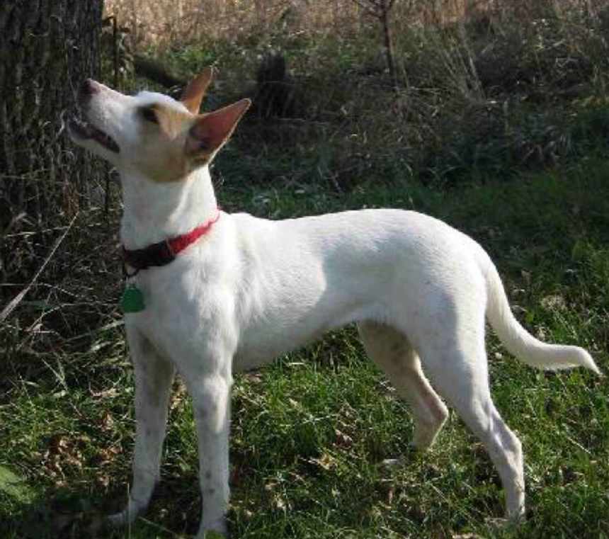Do Feist dogs shed?