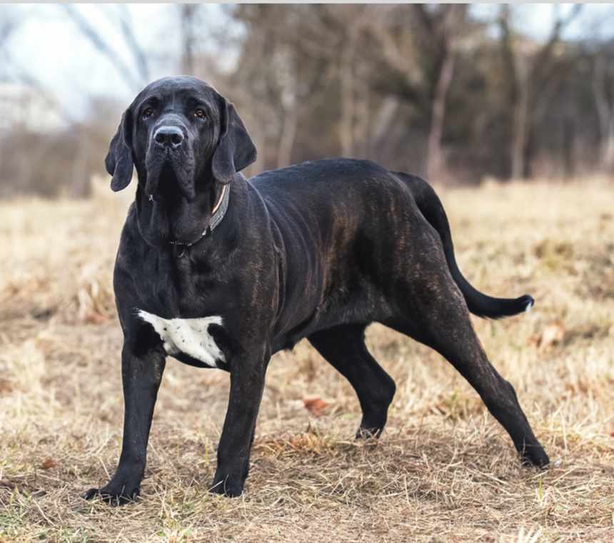 Where are Fila Brasileiros from?