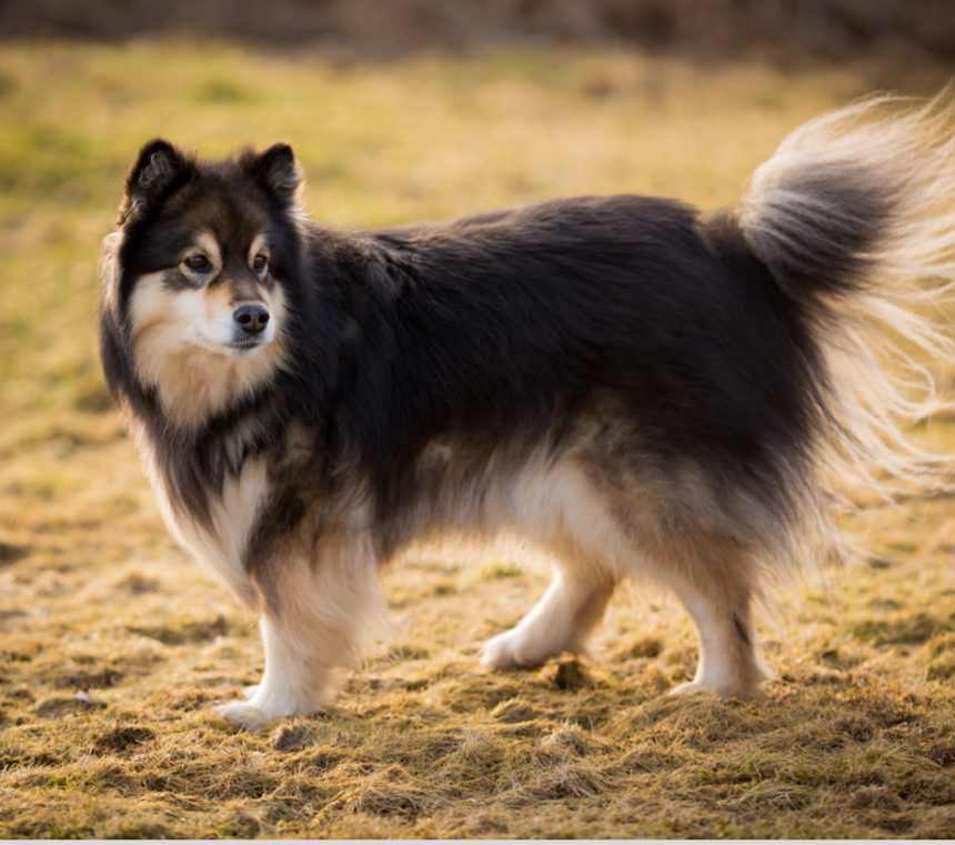 Are Finnish Lapphunds fast?