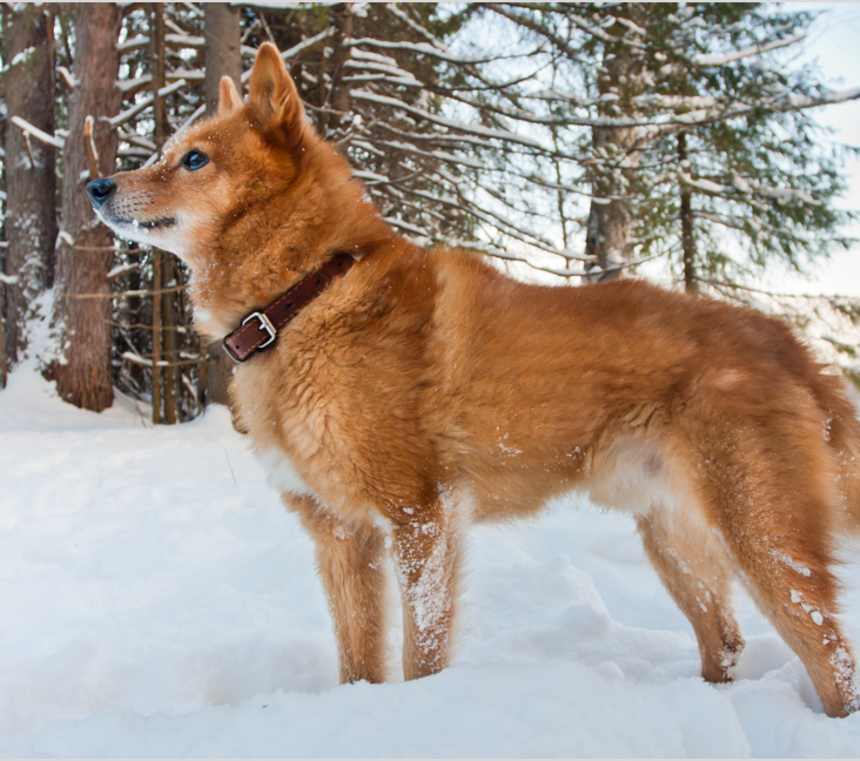 Are Finnish Spitz good for first-time pet parents?